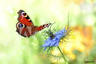 Bild på Schmetterling 198